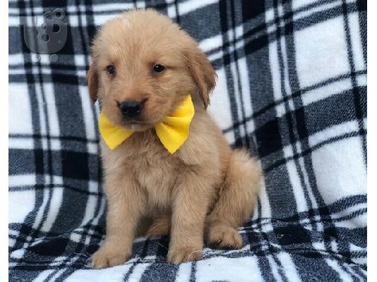 PoulaTo: Golden retriever puppies